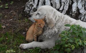 Foto: Anadolija / Prijateljstvo mačke i psa oduševljava prolaznike