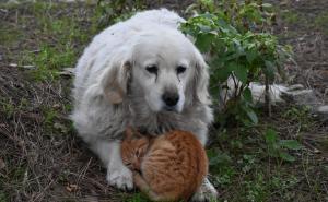 Foto: Anadolija / Prijateljstvo mačke i psa oduševljava prolaznike