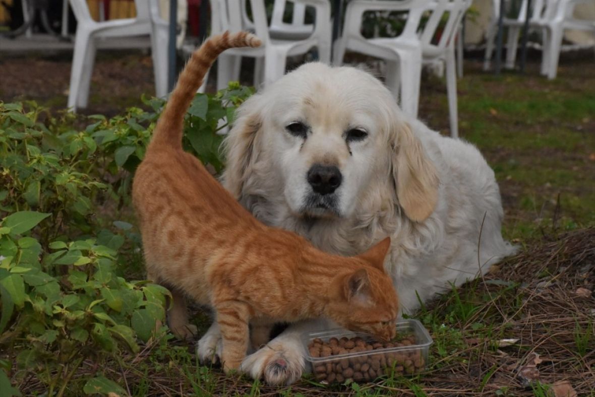 Prijateljstvo mačke i psa oduševljava prolaznike - undefined