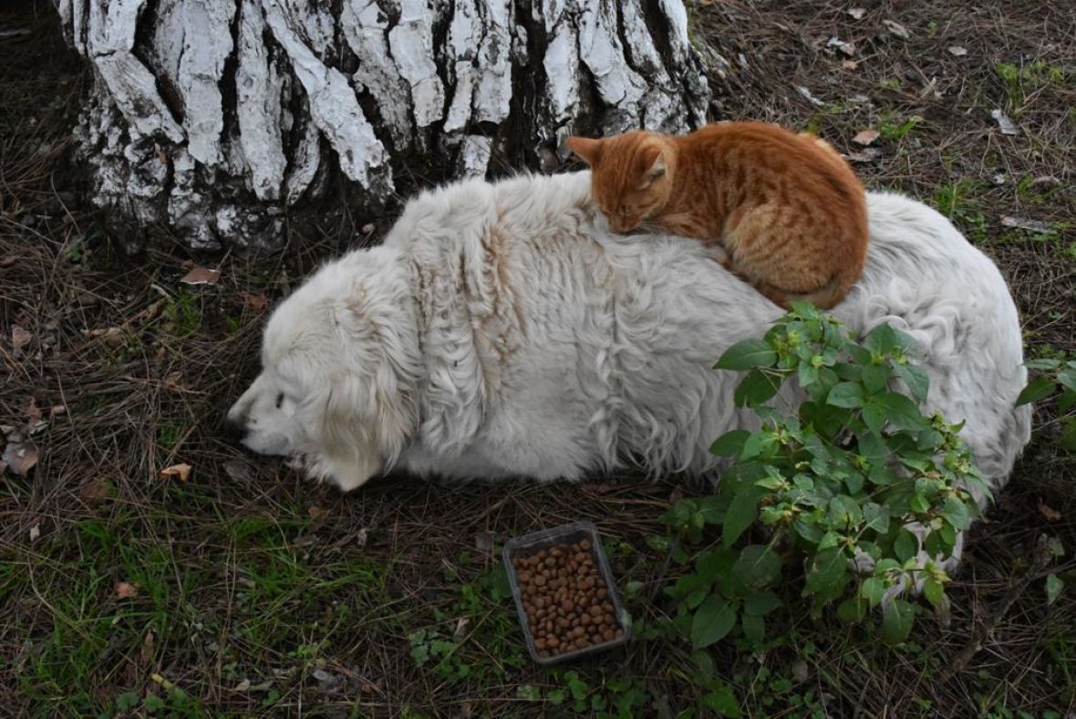Foto: Anadolija/Prijateljstvo mačke i psa oduševljava prolaznike