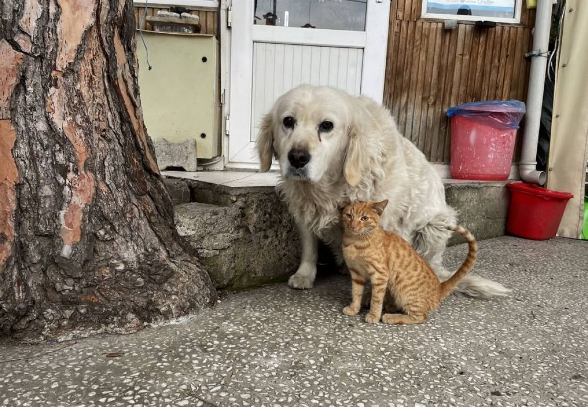 Foto: Anadolija/Prijateljstvo mačke i psa oduševljava prolaznike