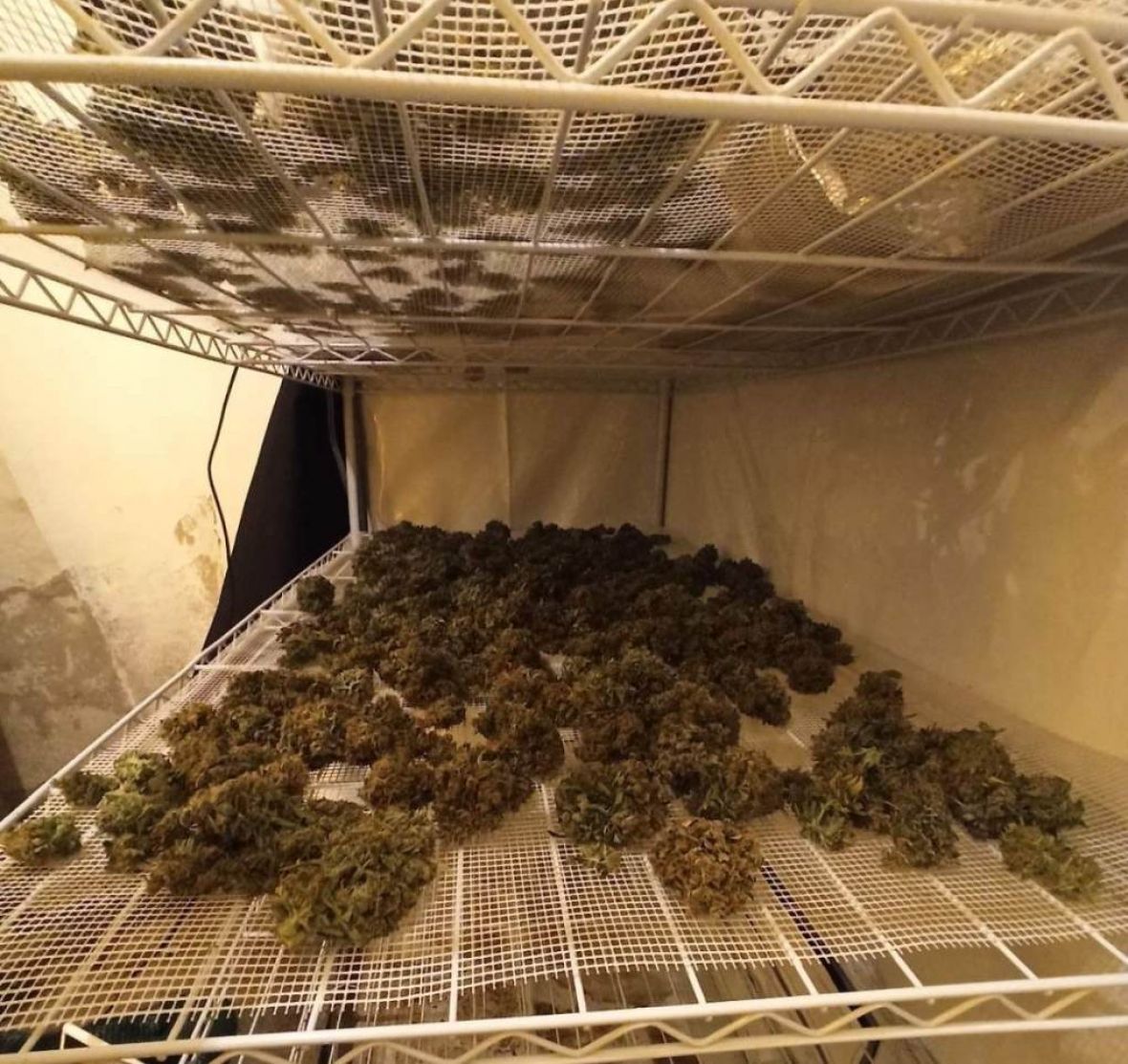 Pronađena i oduzeta laboratorija za uzgoj i proizvodnju opojne droge marihuane - undefined