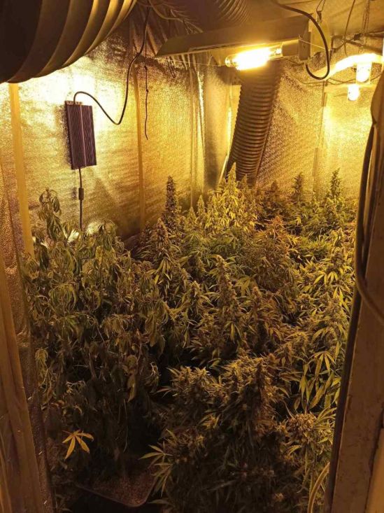 Pronađena i oduzeta laboratorija za uzgoj i proizvodnju opojne droge marihuane - undefined
