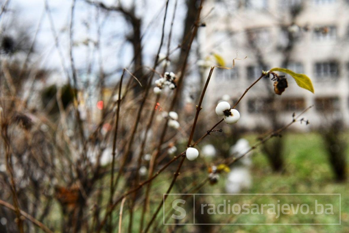 Foto: A. K. /Radiosarajevo.ba/Cvijeće u decembru