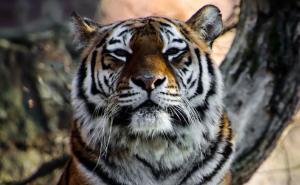 Foto: Pixabay / Ilustracija