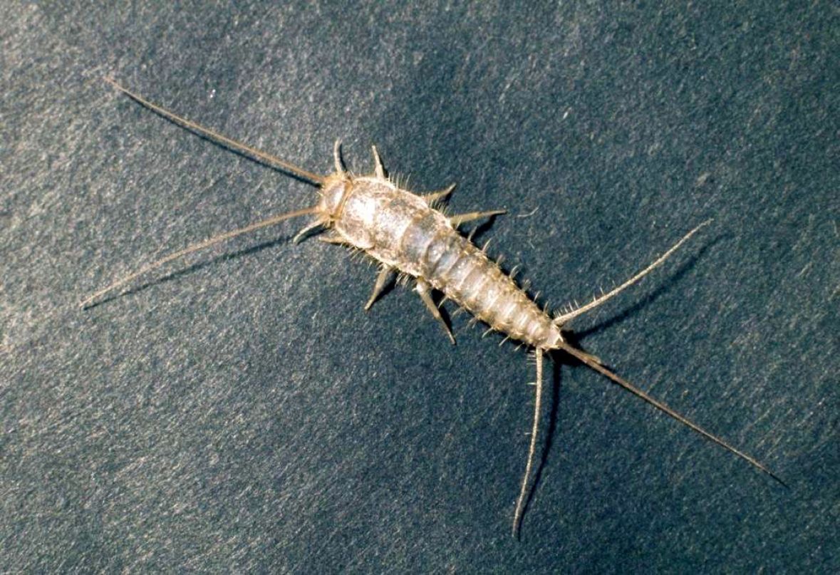 Foto: Wikipedia/Insekt imena "srebrna ribica"
