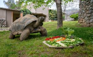 Foto: Anadolija / Tuki - najstarija kornjača u Turskoj