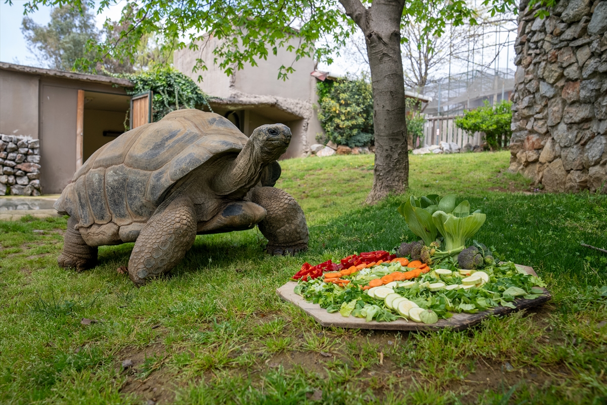 Tuki - najstarija kornjača u Turskoj