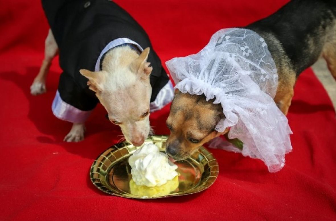 Vjenčanje dva psa - undefined