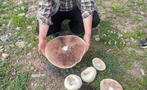 Foto: AA / Džinovske gljive izrasle u Turskoj