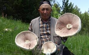 Foto: AA / Džinovske gljive izrasle u Turskoj
