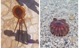 FOTO: Facebook / Chrysaora hysoscella - kompas meduza