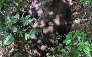 Foto: Centar za životnu sredinu / Ubijen medvjed u krivolovu