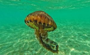 Foto: Facebook/ Centar za istraživanje mora / Chrysaora hysoscella meduza