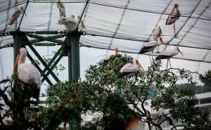 Foto: Anadolija / Park ptica u Maleziji