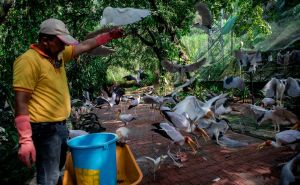 Foto: Anadolija / Park ptica u Maleziji