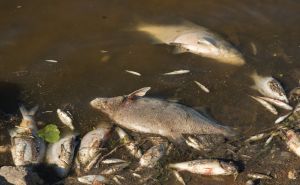 Foto: Twitter  / Pomor ribe na rijeci Odri
