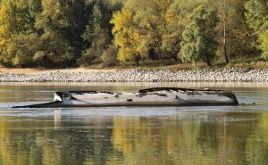 Foto: EPA / Olupine u Dunavu