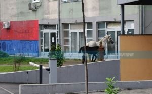 Foto: Nezavisne / Konji na ulicama Banja Luke