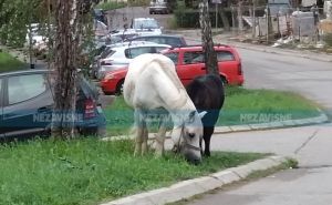 Foto: Nezavisne / Konji na ulicama Banja Luke