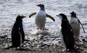 Foto: Twitter  / Pingvini na Antarktiku