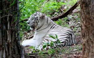 Foto: EPA - EFE / Bijeli tigar