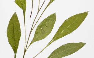Foto: Privatni album  / Izložba Herbarium