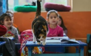 Foto: Anadolija / Škola u Izmiru postala dom za mačke