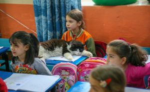 Foto: Anadolija / Škola u Izmiru postala dom za mačke