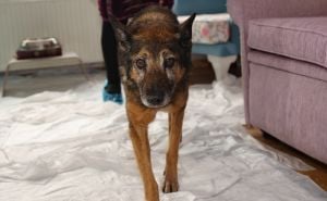 Foto: Anadolija / Zeynep, pas za kojeg kažu da je najstariji na svijetu