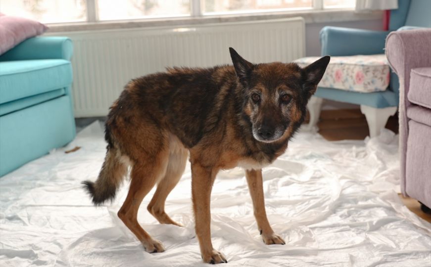 Zeynep, pas za kojeg kažu da je najstariji na svijetu