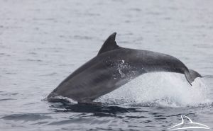 Foto: Blue World Institute / Delfini u Jadranu