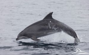Foto: Blue World Institute / Delfini u Jadranu