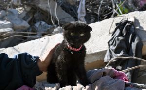 FOTO: AA / Spašena mačka nakon 178 sati