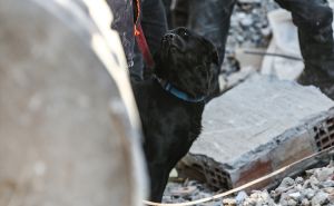 FOTO: AA / Potražni psi u Turskoj
