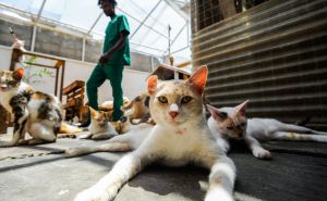 FOTO: AA / Mačkama pruža sklonište i medicinsku njegu