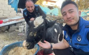 FOTO: AA / Spašena krava u Turskoj