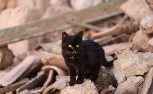 FOTO: AA / Mačke oko ruševina u Turskoj