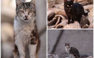 FOTO: AA / Mačke oko ruševina u Turskoj