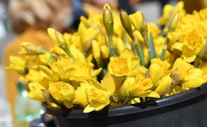 Foto: N.G / Radiosarajevo.ba / Dan narcisa