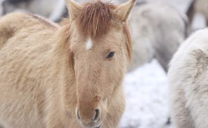 Foto: AA / Divlji konji Tarpan