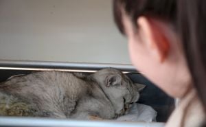 Foto: AA / Mačka spašena 49 dana nakon zemljotresa