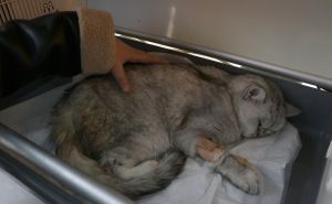 Foto: AA / Mačka spašena 49 dana nakon zemljotresa