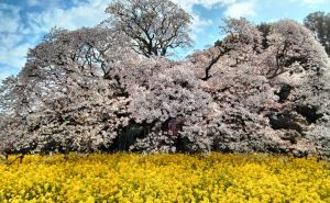 Foto: Radiosarajevo.ba  / Čudesna sakura u Japanu