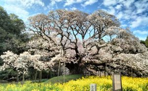 Foto: Radiosarajevo.ba  / Čudesna sakura u Japanu