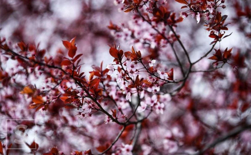 Proljeće u Sarajevu