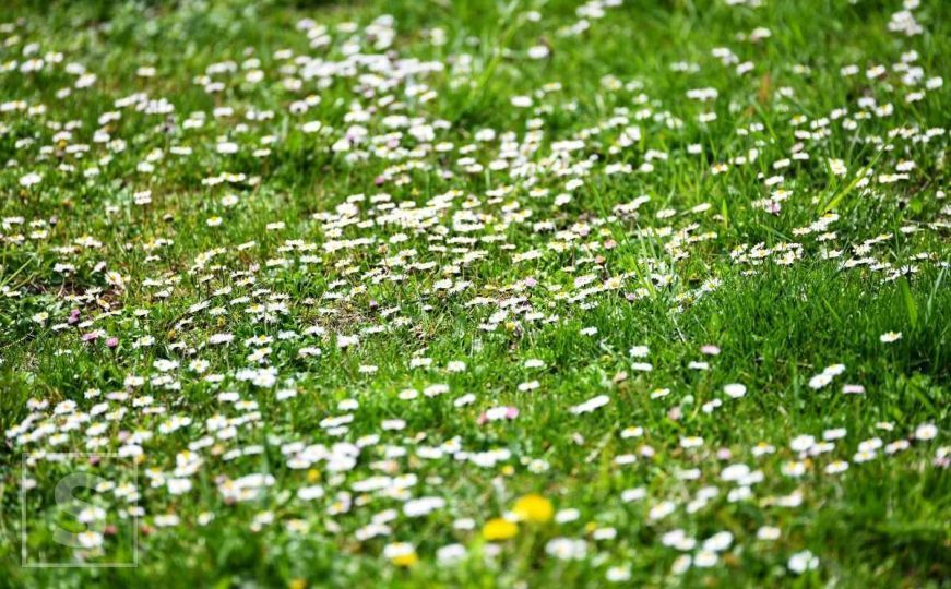 Proljeće u Sarajevu