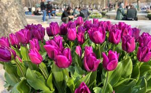 Foto: AA / Tulipani na ulicama Amsterdama