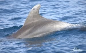 Foto: Blue World Institute / Delfini u Jadranskom moru