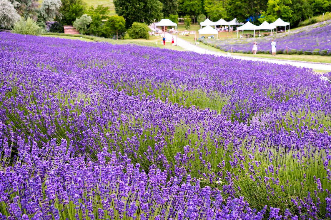 Lavanda